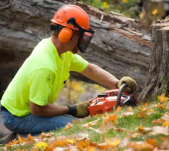 tree services Woodbury